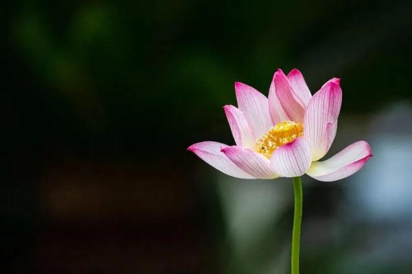 花讯来了！去哪赏荷花？