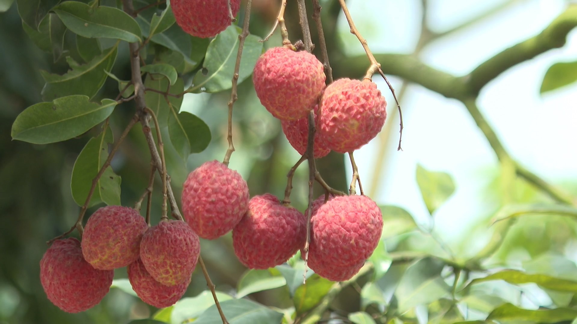 增城挂绿荔枝一颗55万是什么时候（挂绿荔枝产自什么地方）-植物说