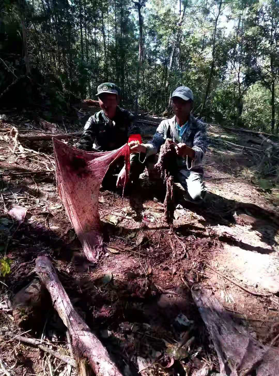 与象为邻①｜监测员与“断鼻家族”第一次邂逅：人象都拔腿就跑