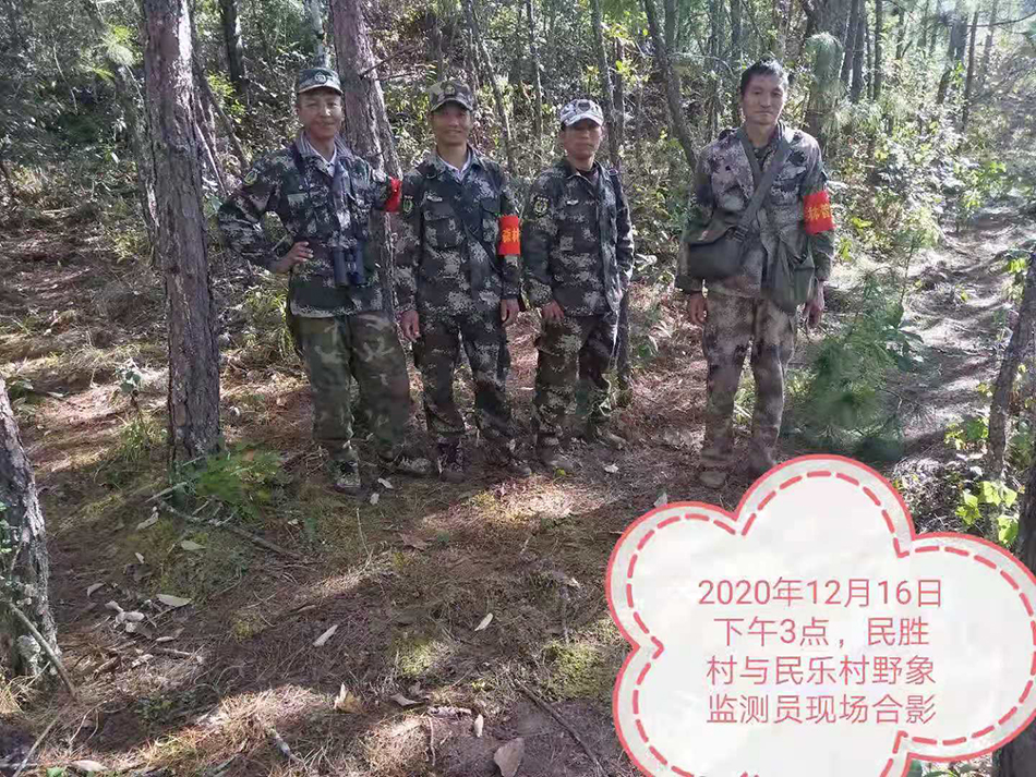 与象为邻①｜监测员与“断鼻家族”第一次邂逅：人象都拔腿就跑