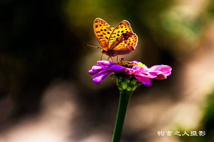 关于蝴蝶和花的美文
