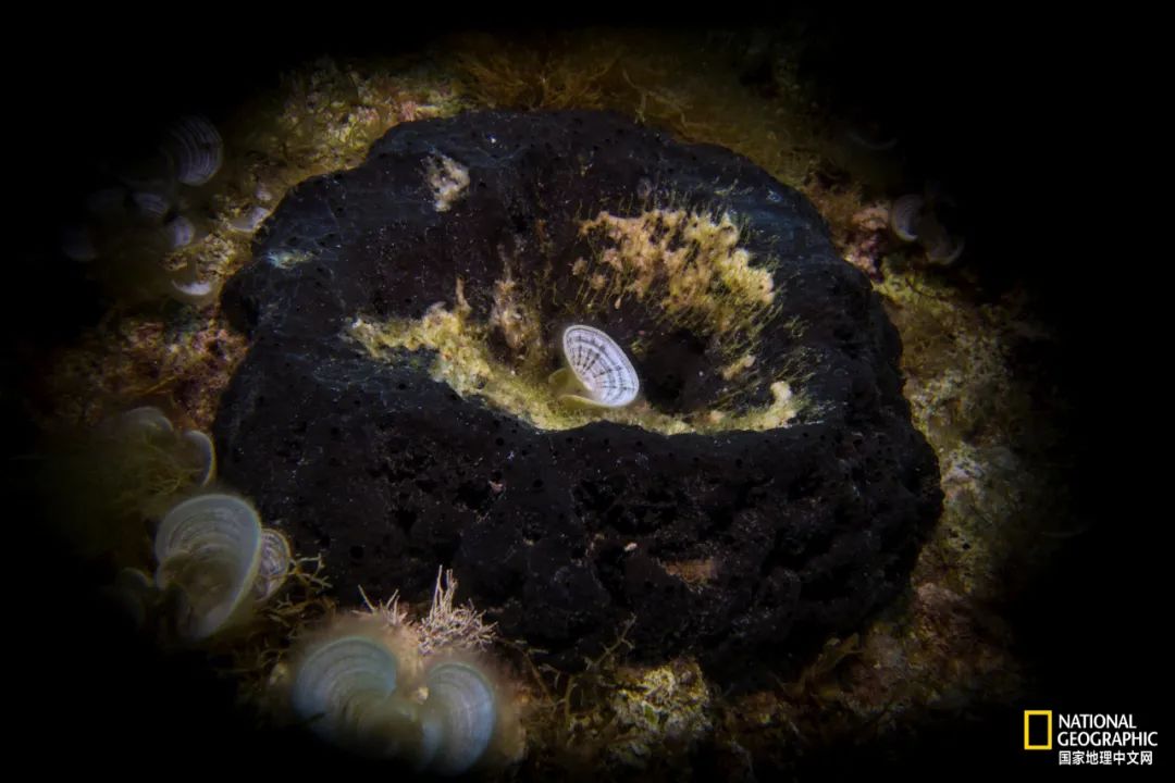 海绵宝宝是一种原始的什么动物是人类的祖先吗