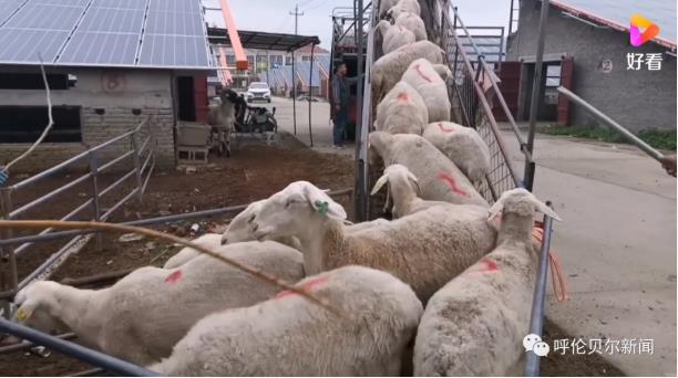 直播卖羊肉 羊倌变网红
