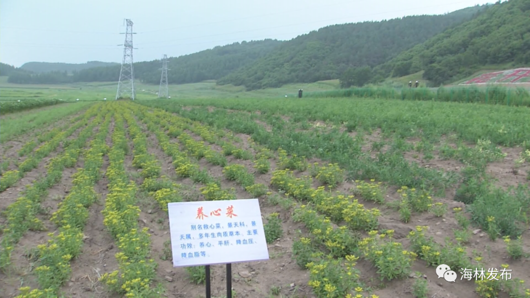 乡村振兴【关注】推动中医药产业 培育经济增长点（二）龙头品牌上构建中医药产业新定位