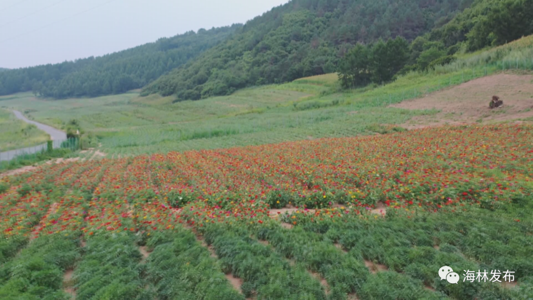 乡村振兴【关注】推动中医药产业 培育经济增长点（二）龙头品牌上构建中医药产业新定位