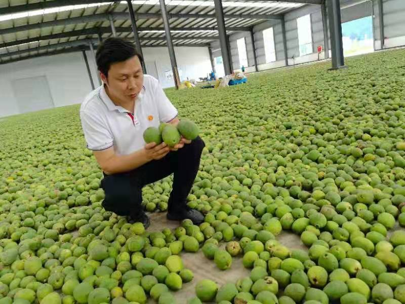 达州：把好中医药产业的“脉”，开好乡村振兴的“方”