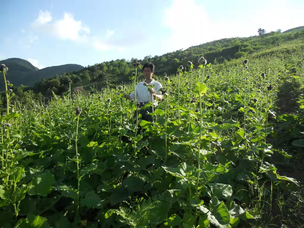 达州：把好中医药产业的“脉”，开好乡村振兴的“方”