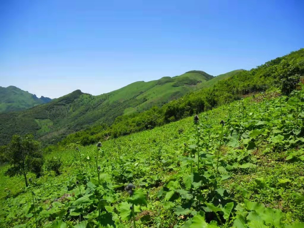 达州：把好中医药产业的“脉”，开好乡村振兴的“方”