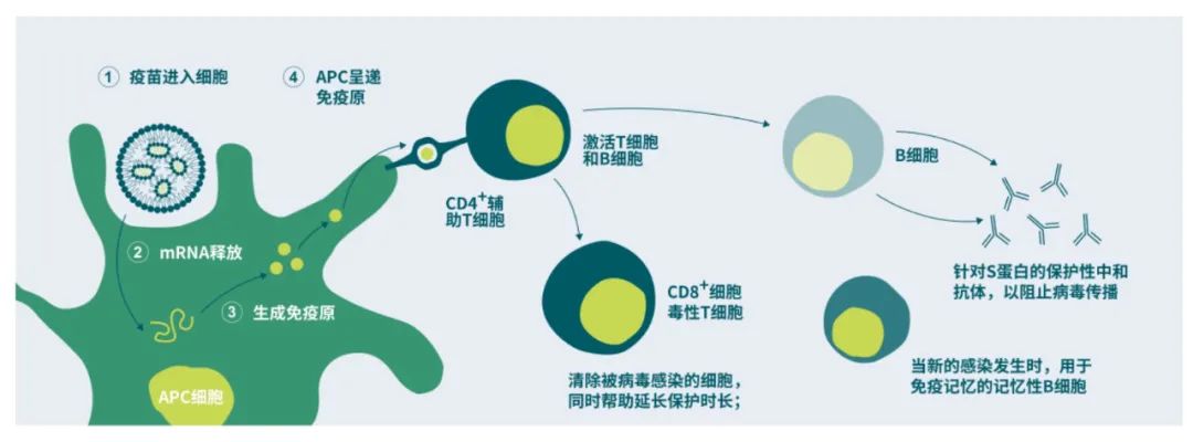 复星医药：稳步落实疫苗研发与供应，布局调整仿制创新药品