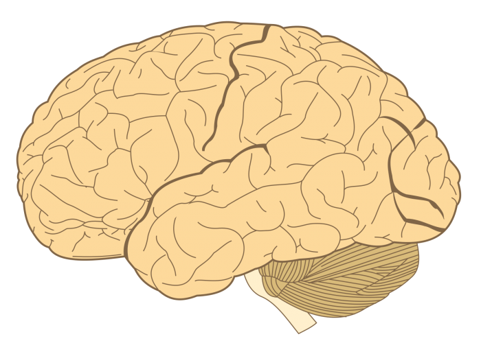 科学家发现3000年前人类大脑变小的新线索