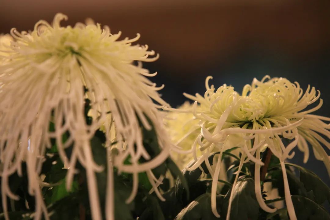 【科宝有话说（十八）】唤起儿时记忆：菊科里的野花