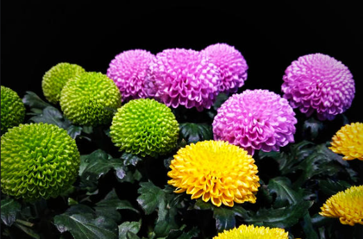 【科宝有话说（十八）】唤起儿时记忆：菊科里的野花