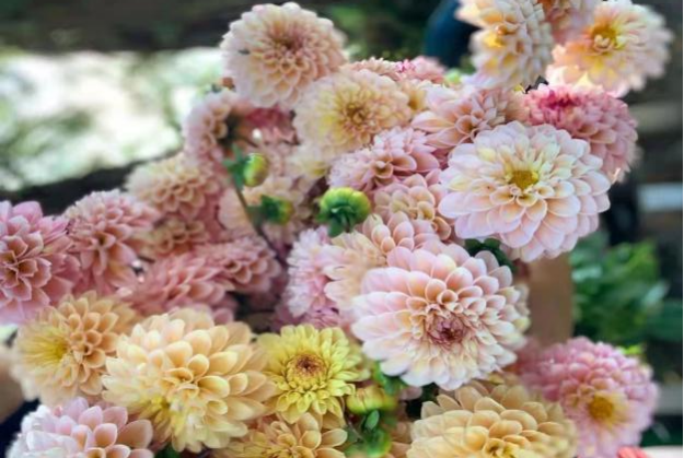 【科宝有话说（十八）】唤起儿时记忆：菊科里的野花