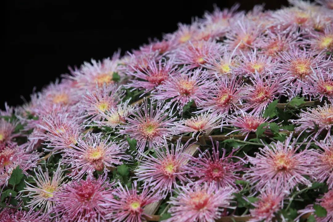 【科宝有话说(十八)】唤起儿时记忆:菊科里的野花