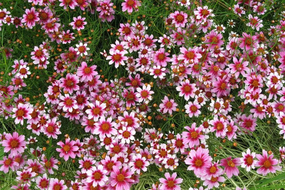 【科宝有话说（十八）】唤起儿时记忆：菊科里的野花