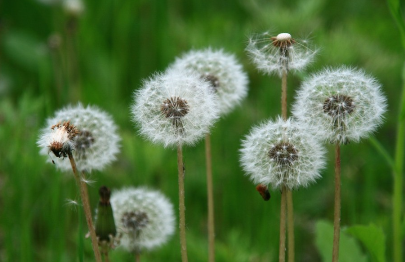 【科宝有话说（十八）】唤起儿时记忆：菊科里的野花