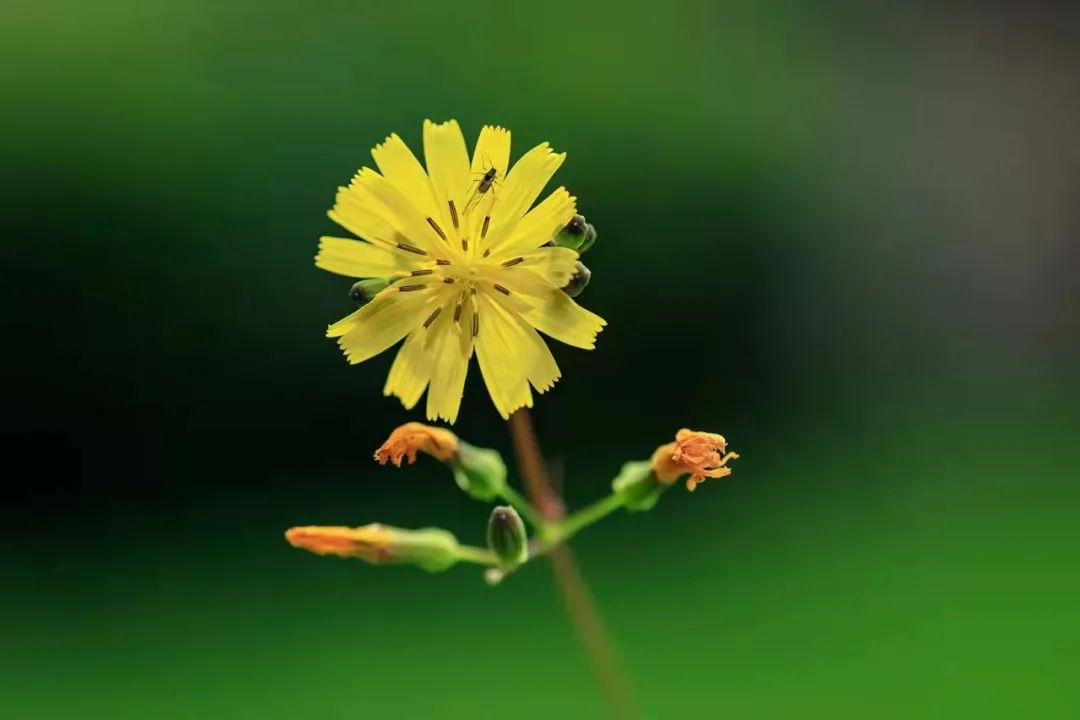 【科宝有话说（十八）】唤起儿时记忆：菊科里的野花