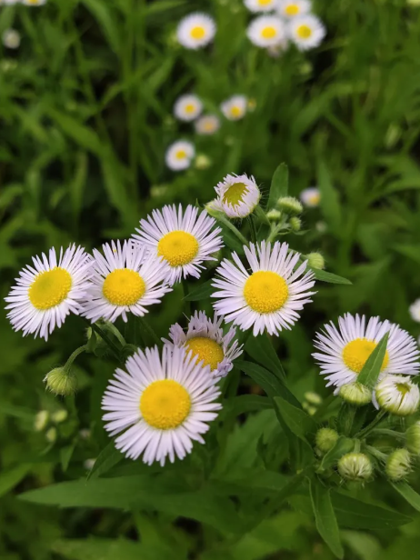 【科宝有话说(十八)】唤起儿时记忆:菊科里的野花