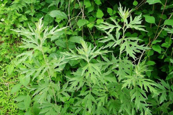 【科宝有话说(十八)】唤起儿时记忆:菊科里的野花