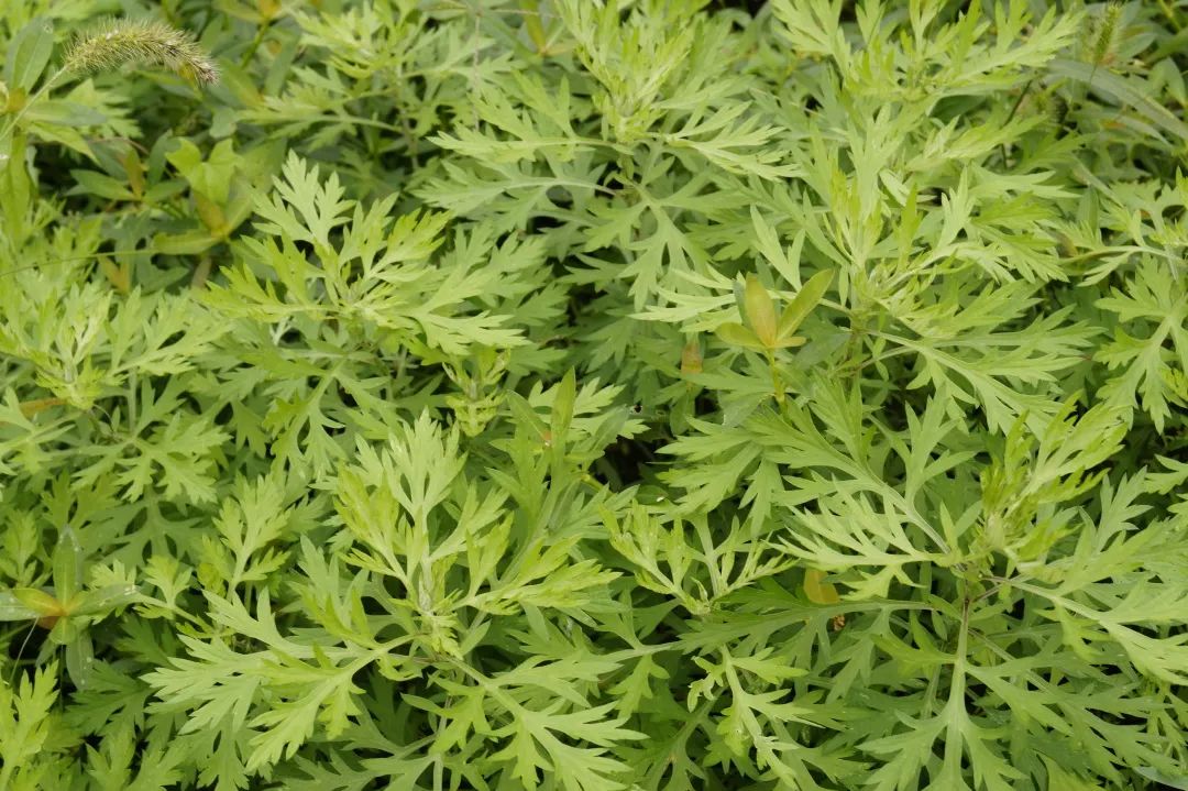 【科宝有话说（十八）】唤起儿时记忆：菊科里的野花
