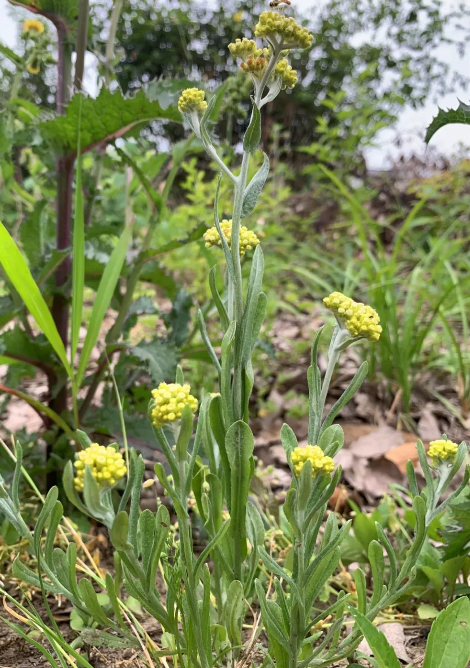 【科宝有话说(十八)】唤起儿时记忆:菊科里的野花