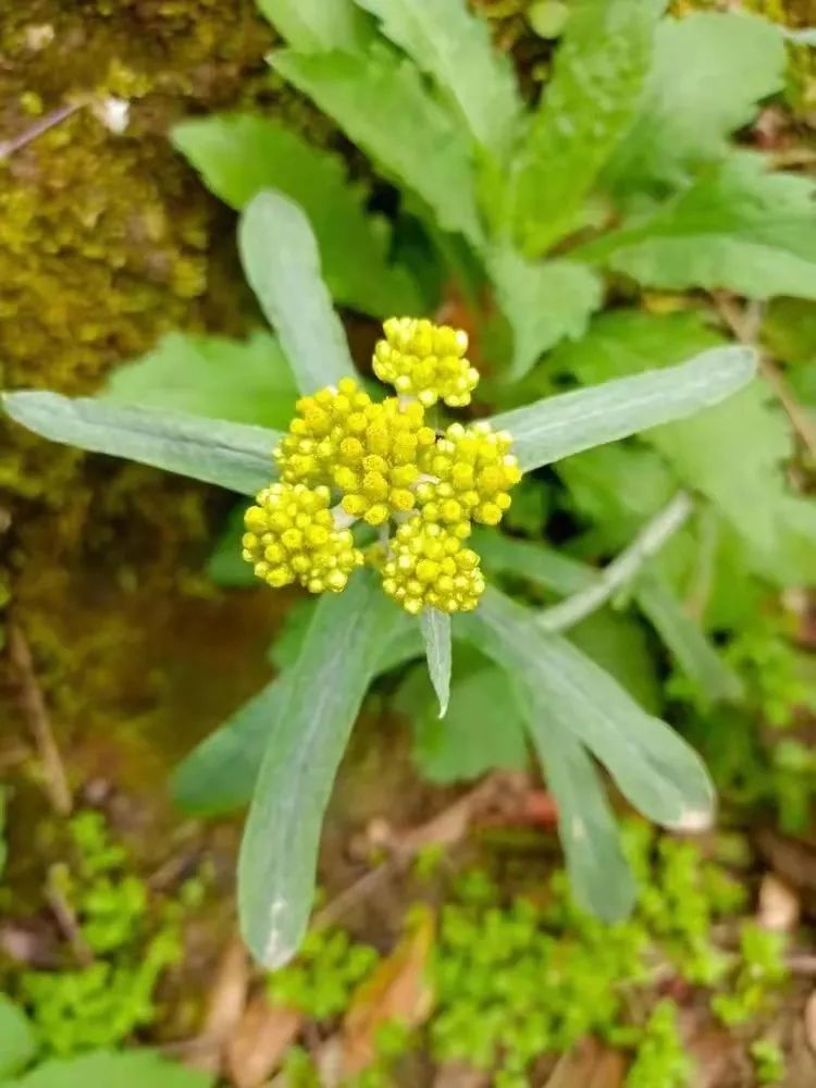 【科宝有话说（十八）】唤起儿时记忆：菊科里的野花