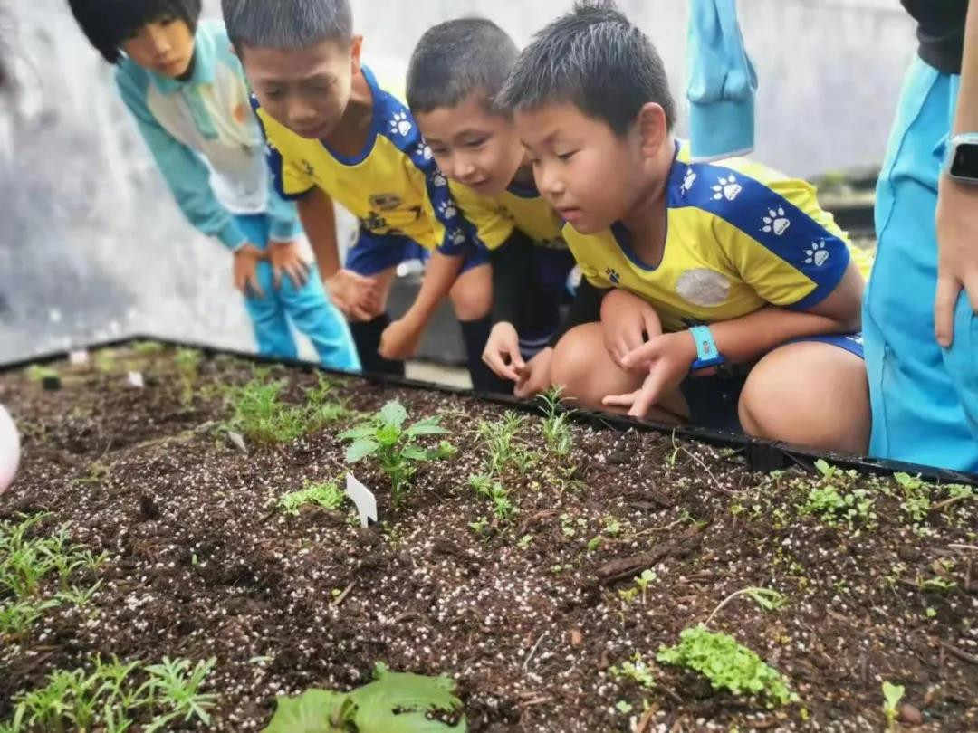 天河区高塘石小学的劳动教育课不一般(图2)