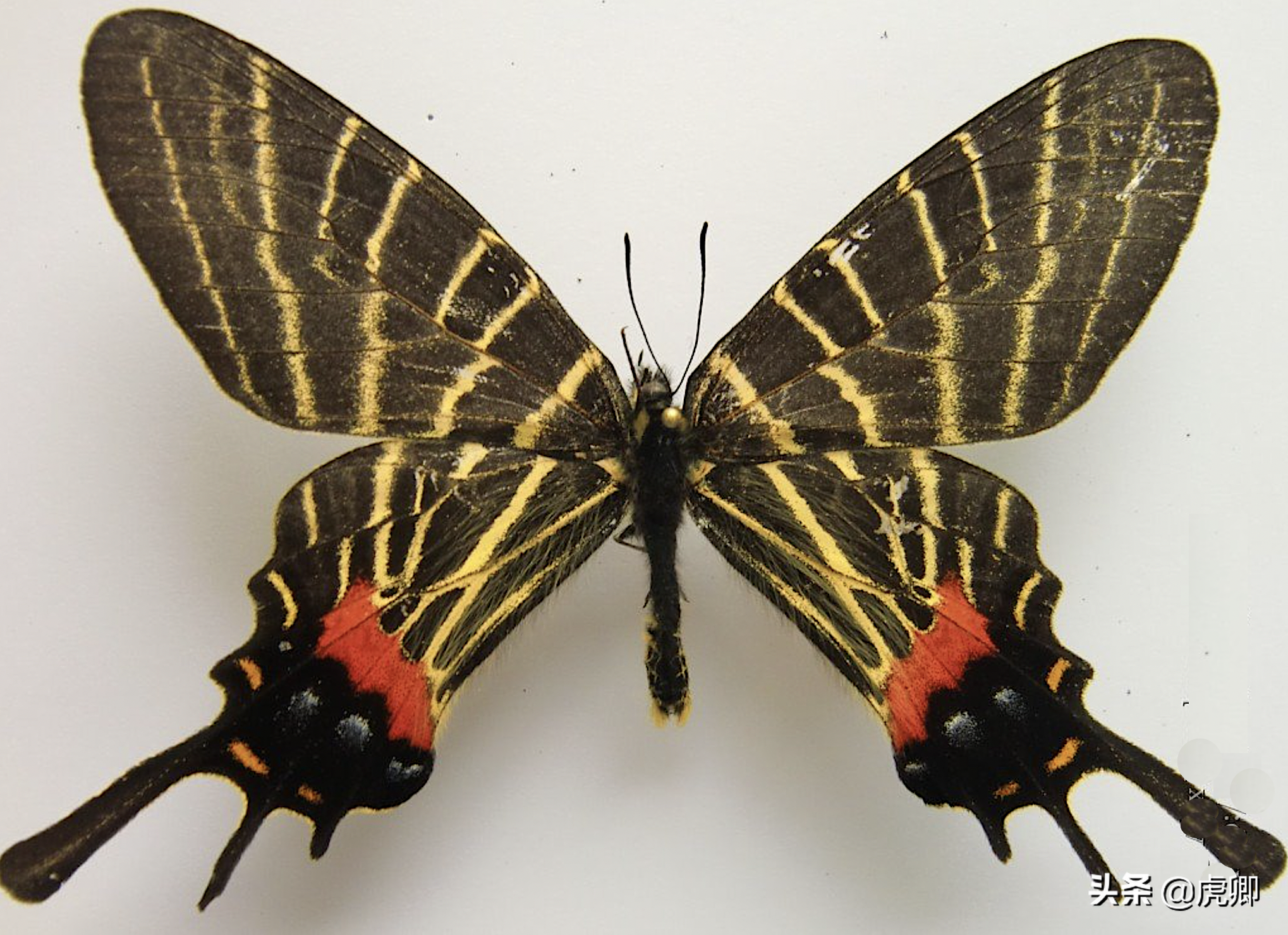 世界最珍稀八大蝴蝶图片