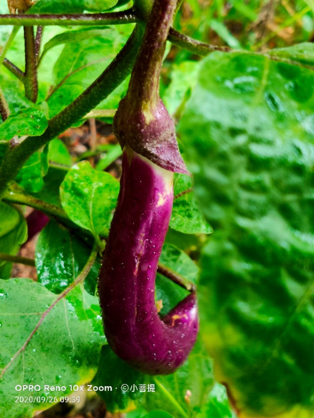这种蔬菜是隋炀帝特别的喜欢，钦点命名为“昆仑紫瓜”
