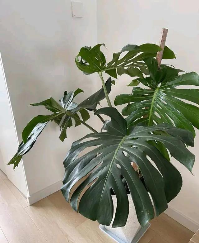 测甲醛除甲醛靠谱吗安全6
