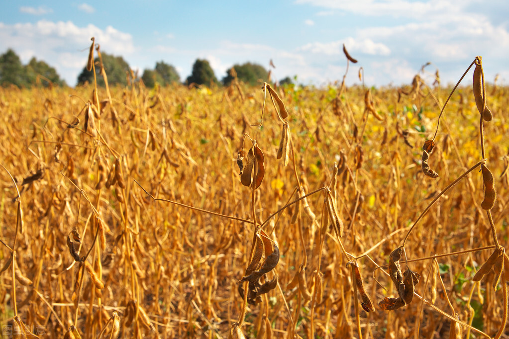 粮价大涨马上就要来了，玉米即将大涨，稻麦迎新需求？
