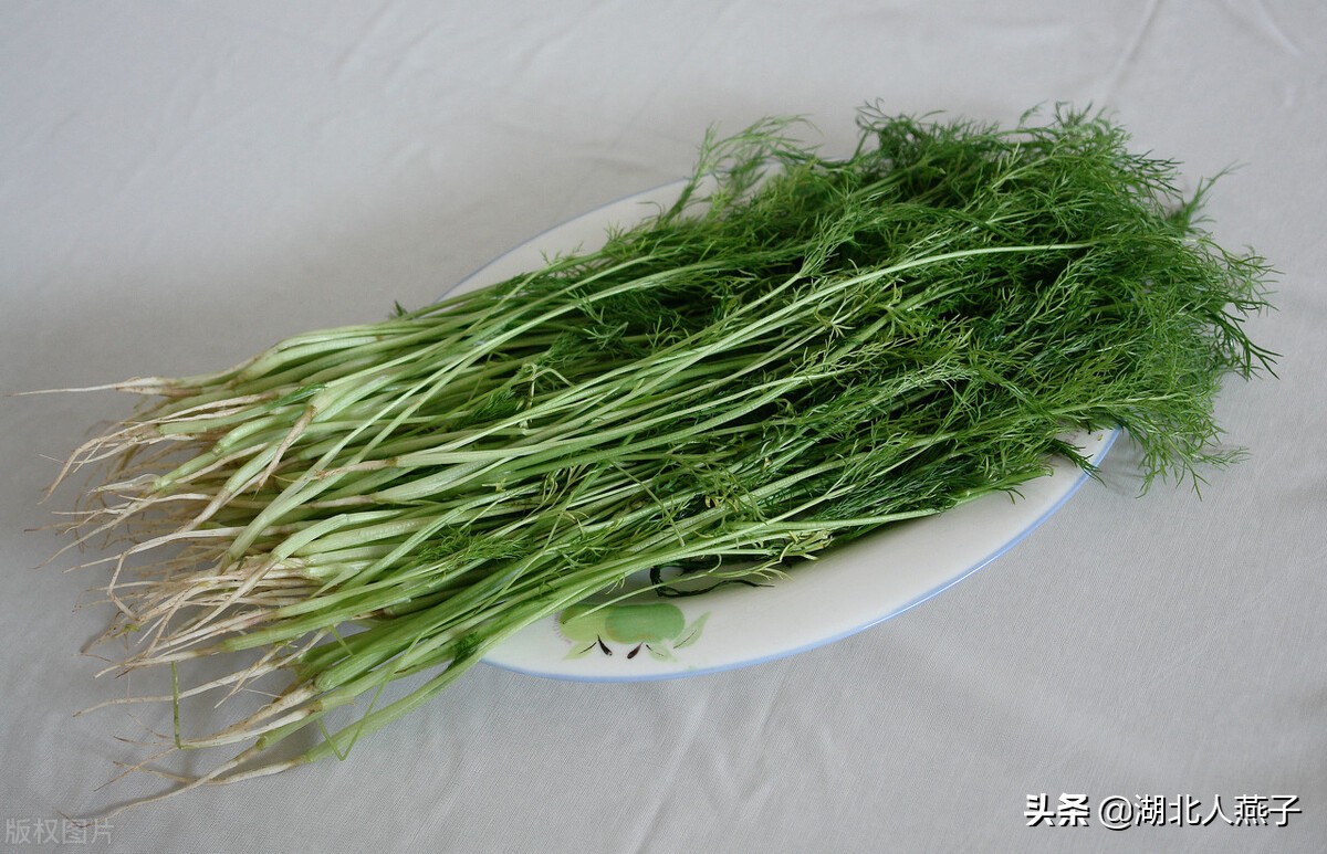 65种野菜图片大全，教你认识不同的野菜和吃法，你想要的野菜都有