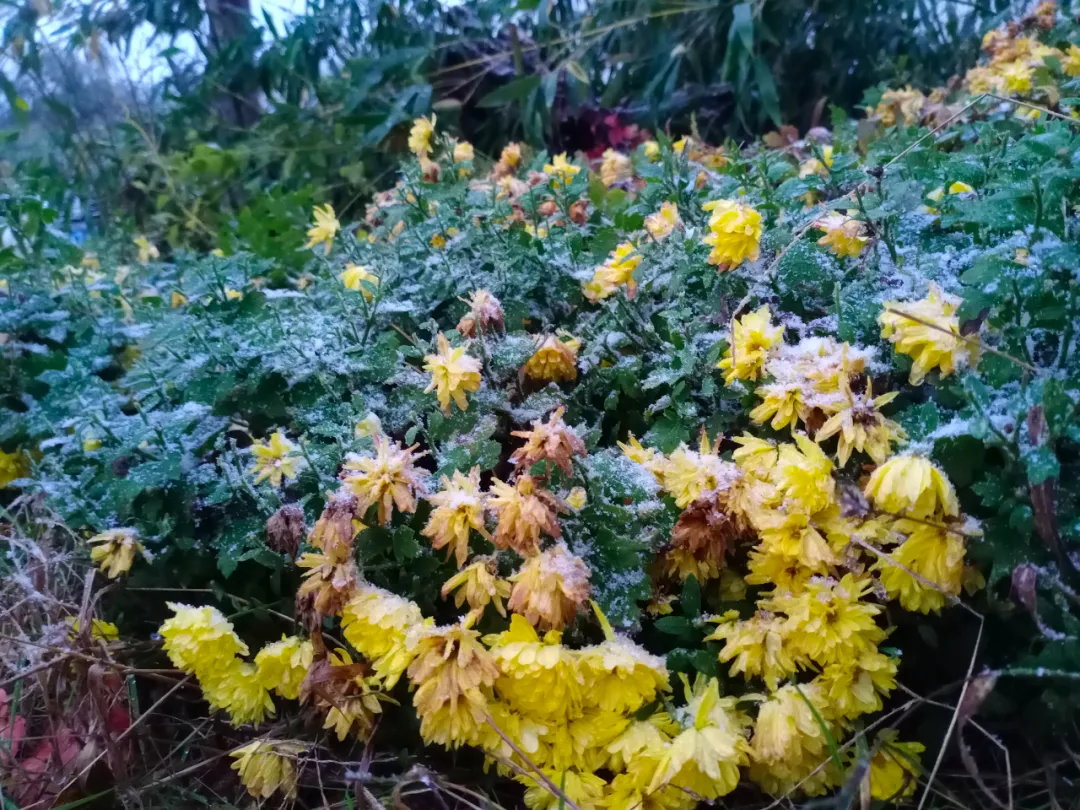临沂下雪了！市政府办公室下发紧急通知