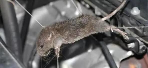 一只老鼠毁掉一辆车？很实用的方法，让它再也不敢进机舱咬线！