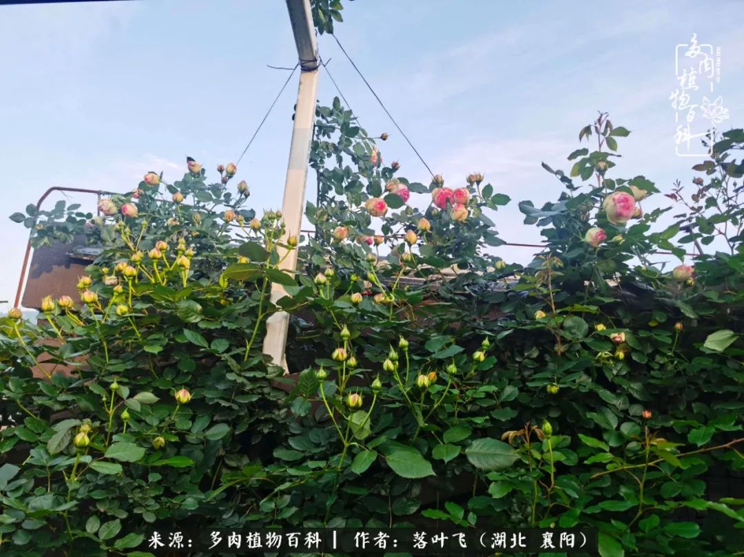 多肉和繁花相映,楼顶花园四季花开,令人沉醉
