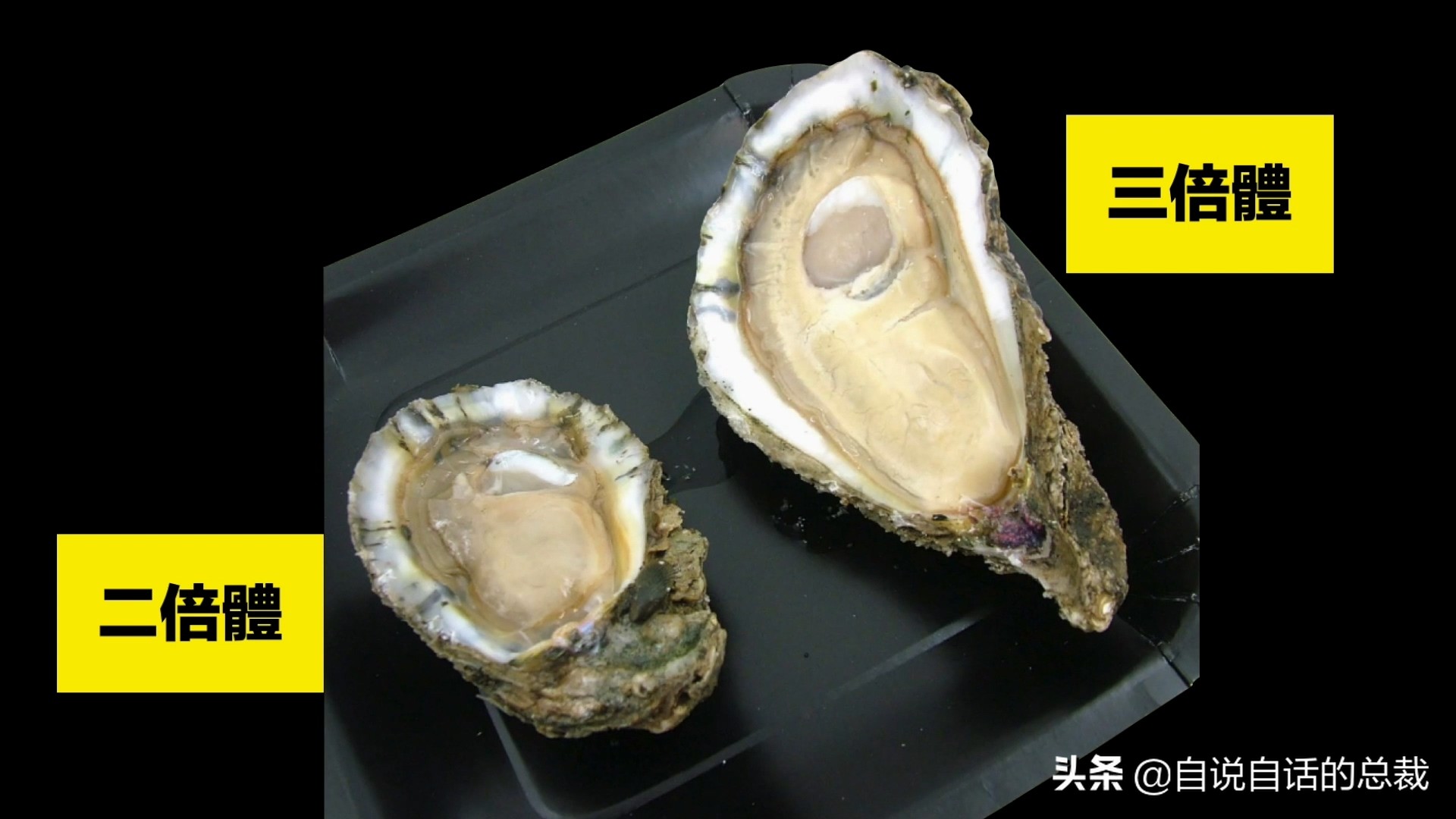 蛤、蚶、蛏、蚝、蚬有什么区别？这是一群美味海怪与人类的故事