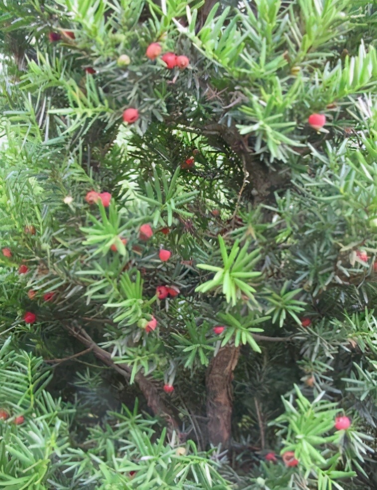 谁说北方无"贵树"?10大珍贵树种,买到苗就种,发展前景很好