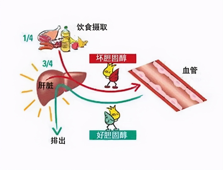 胆固醇升高是吃出来的吗？能通过饮食得到控制吗？医生为您讲清楚