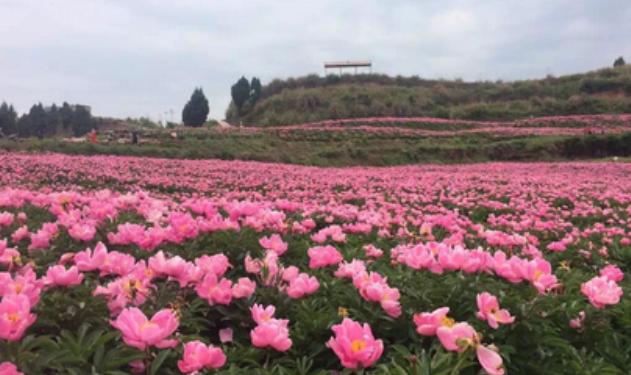 芍药生长发育特性:生命周期、年生长周期和花芽分化