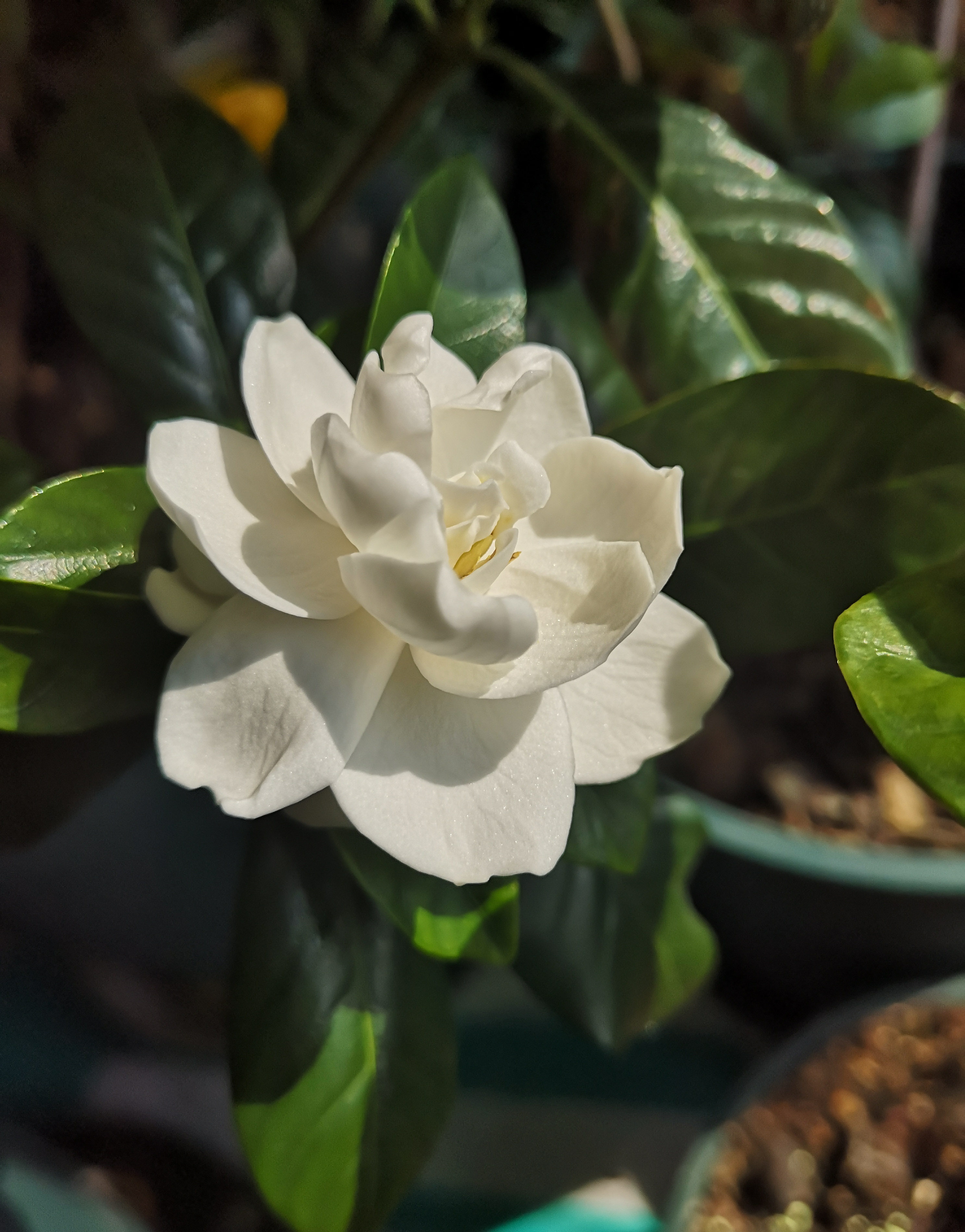 栀子花日常怎么养不容易死记得收藏