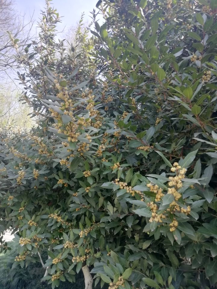 叶醇花美 集香料与观赏作用的月桂树 天天看点