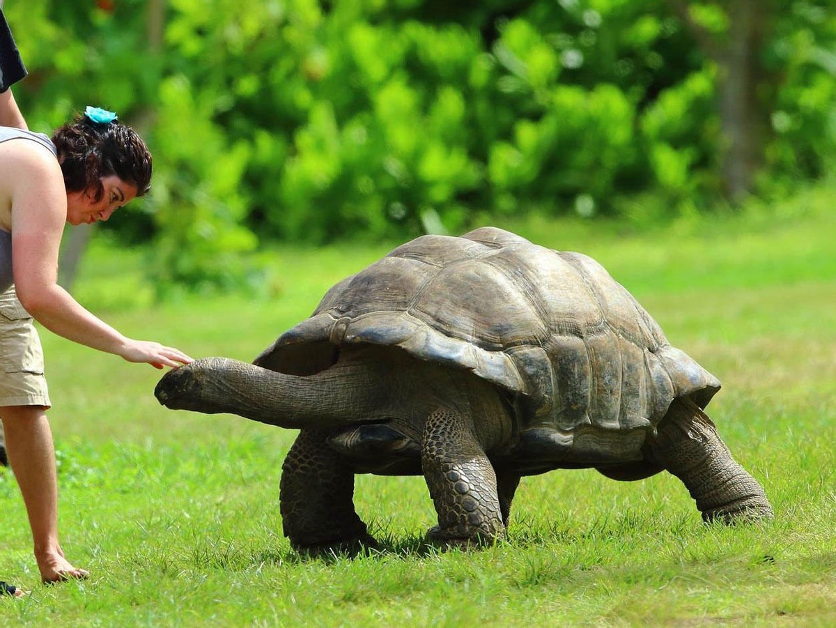 吃素的象龟突然捕食幼鸟！食草动物为何“一反常态”，兽性大发？