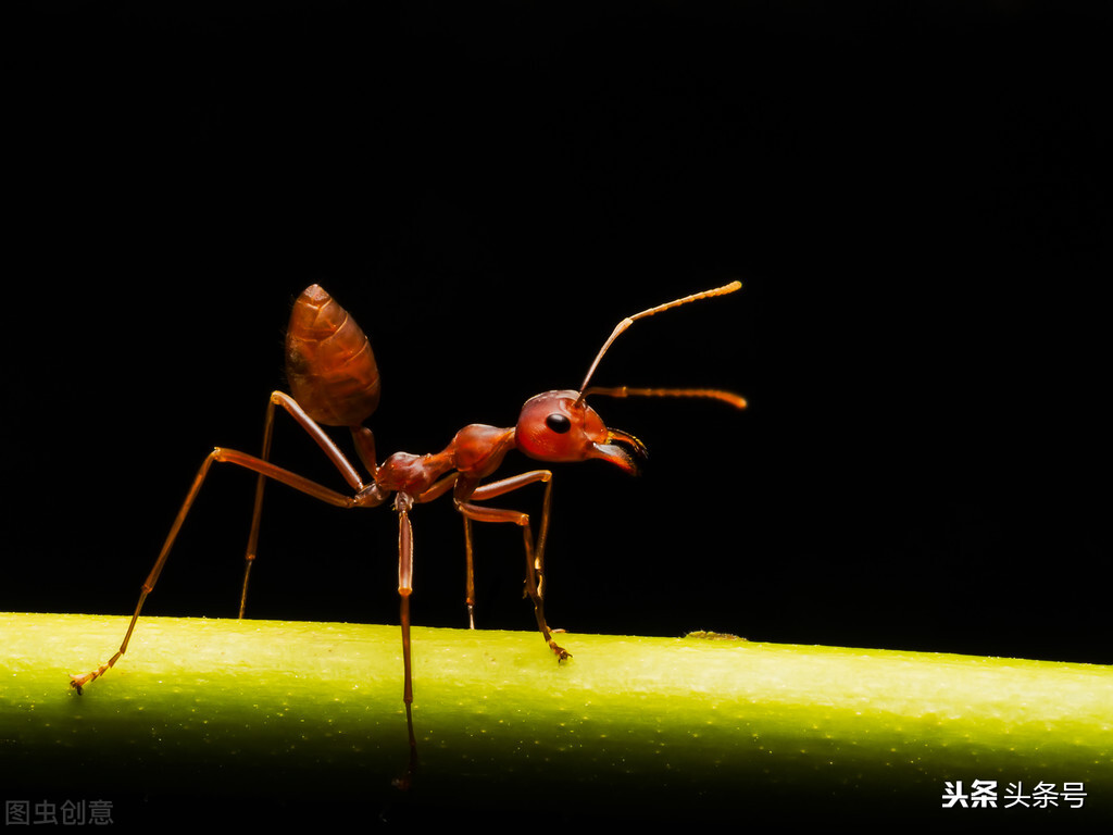 蚂蚁酒的功效与作用蚂蚁的屁股分析