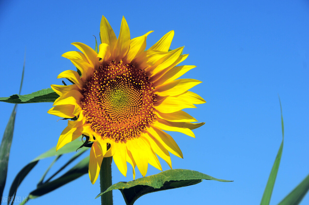 向日葵开花时间是几点，25天栽培向日葵的方法？