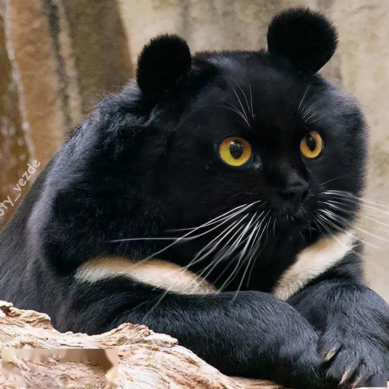 会ps真的是可以为所欲为的吗?大神:你知道真"猫头鹰"长啥样吗