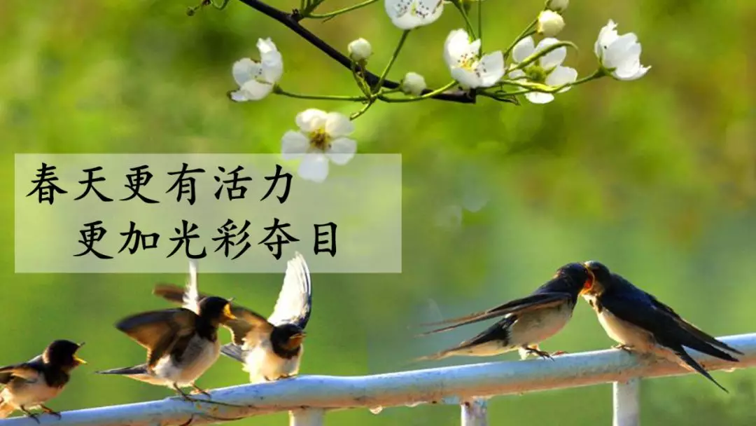 部编版三年级语文下册第二课《燕子》知识点及课堂测试题