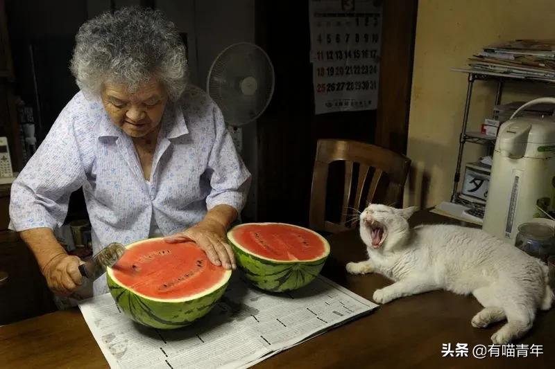 谢谢，福丸！再见，福丸