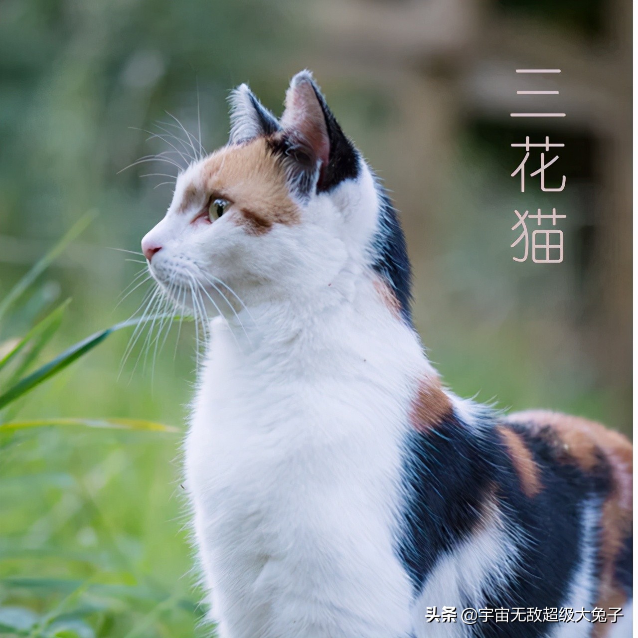 三花貓vs玳瑁貓 都是黑白橘混色 玳瑁貓混出醜萌效果 天天看點