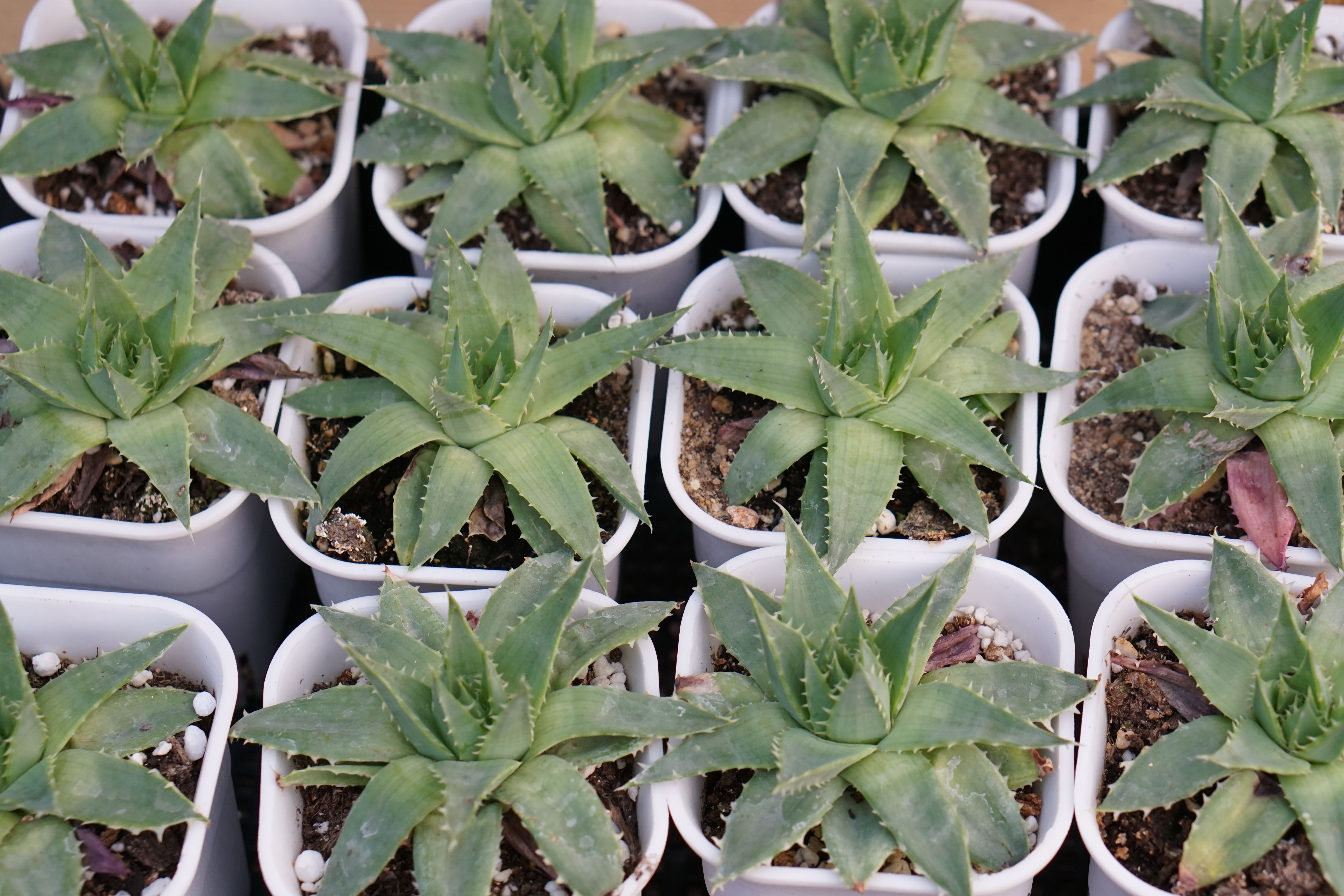 第一,要看清品种,不要上当芦荟女王螺旋的形状叶片是有规则生长的,是