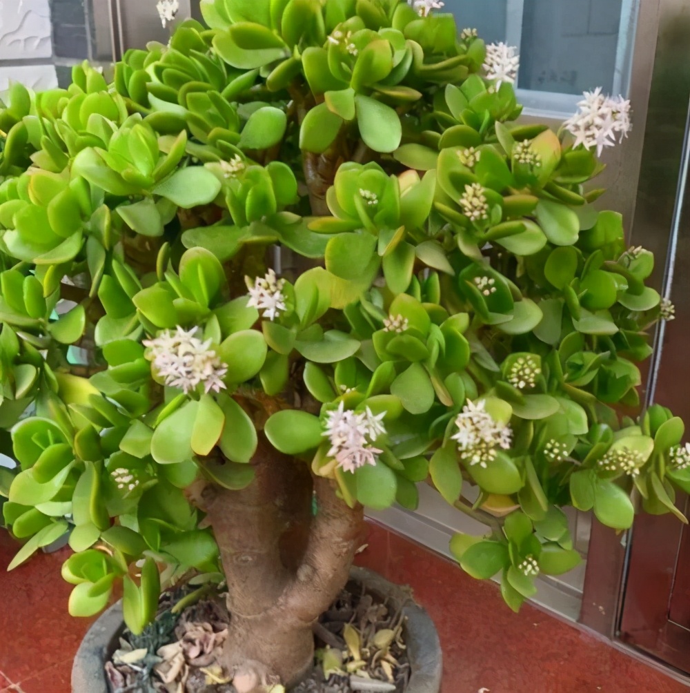 所以得名玉树,是一种寓意很吉祥的以观叶为主的植物,不过当玉树的冠幅